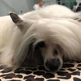 Chinese Cresteds and Poodles from Posh Poodles & Chinese Cresteds