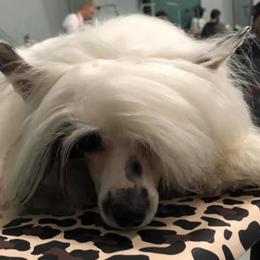 Chinese Cresteds and Poodles from Posh Poodles & Chinese Cresteds