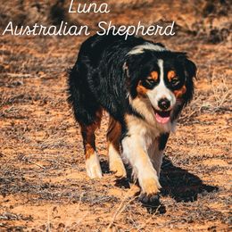 Luna - Australian Shepherd