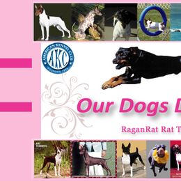 Rat Terrier Puppies from RaganRat Terriers