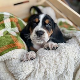 Charlotte - Black brown and white female Basset Hound puppy in Bellaire, Ohio from Blessed Bassets