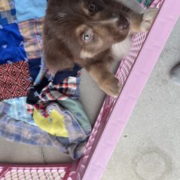 Australian Shepherd Puppies from Forgotten Coast Australian Shepherds