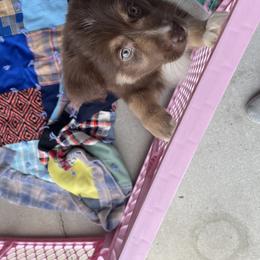 Australian Shepherd Puppies from Forgotten Coast Australian Shepherds