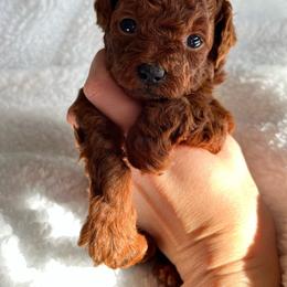Boy 1 - Red  Poodle puppy in Marietta, Georgia from Toy Poodles by Iryna