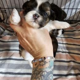 Shih Tzu Puppies from Wandering Tzu