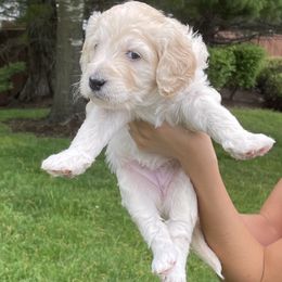 Double Doodle Puppies from Riverside Doodles in Seattle (double doodles)