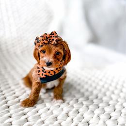McLaren - Red  female Goldendoodle puppy in Springville, Utah from Happy Doodle