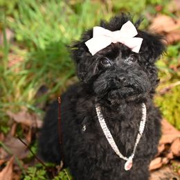 Cavapoo, Cockapoo, and Poodle Puppies from Heavenly Puppies to Love