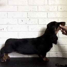 Dachshunds from Evolutionary Hounds