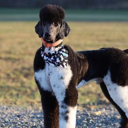 Elijah (Eli) - Poodle