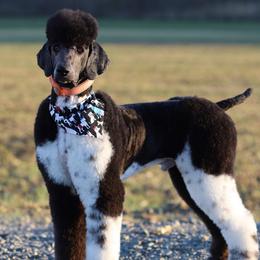 Elijah (Eli) - Poodle