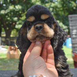 Breve - Black and tan male Cocker Spaniel puppy in Myerstown, Pennsylvania from The Cocker Cingdom