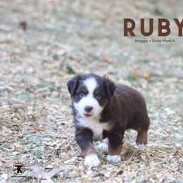 Ruby - Red tri-color female Miniature American Shepherd puppy in Nacogdoches, Texas from TK Standard, Mini, & Toy Aussies