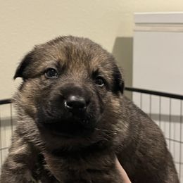 Poppy - Sable female German Shepherd puppy in Colorado Springs, Colorado from Forest Home Shepherds