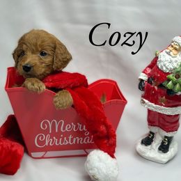Goldendoodles from Purrfect Doodles