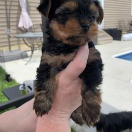 Yorkshire Terrier Puppies from Missy Lu Lap Puppies