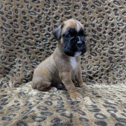 Girl 3 - female Boxer puppy in Anderson, South Carolina from Stillwater Kennel