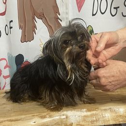 Teddy - Yorkshire Terrier