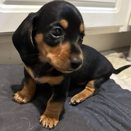 Dachshunds from Ein Dachshund