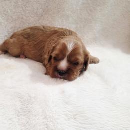 Maggie x Maxwell - Ruby female Cavalier King Charles Spaniel puppy in Pennsylvania from Julie's Cavalier King Charles Spaniels