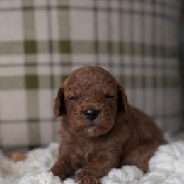 Doc - Red  male Goldendoodle puppy in Waco, Texas from Waco  Goldendoodles
