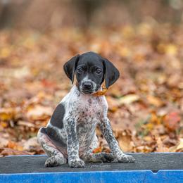 German Shorthaired Pointer and Vizsla Puppies from Nosam Kennels