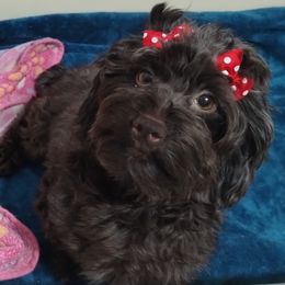Dalmatians and Havanese from Anni's Spots