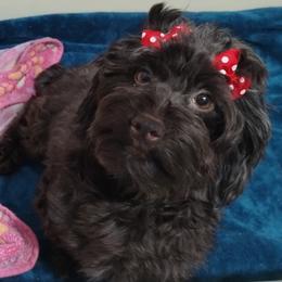 Dalmatians and Havanese from Anni's Spots