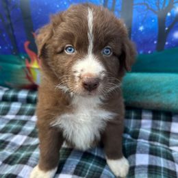 Mallow - White Collar - Red & white male Australian Shepherd puppy in San Marcos, California from Faith Family Freedom Farm