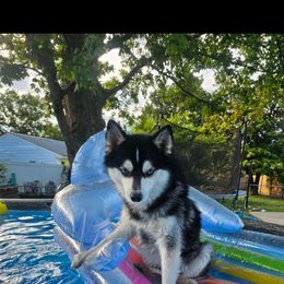 Pierce - Pomsky
