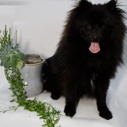 Mickey - Black male Pomeranian puppy in Los Angeles, Santa Clarita, California from LT_Poms