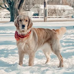 Chava - Golden Retriever