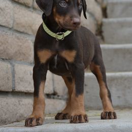 Doberman Pinscher Puppies from Obsidian Kennels