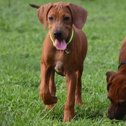 Betty - Wheaten blk nose female Rhodesian Ridgeback puppy in Lithia, Florida from Diamondcrest Inc