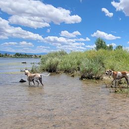 Great Danes from Chari's Great Danes