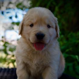 Mr. Firecracker - Golden male Golden Retriever puppy in Mc Arthur, California from California Golden Love