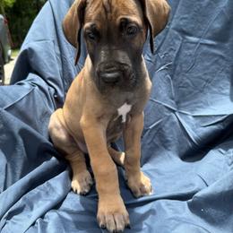 Chorizo - Fawn male Great Dane puppy in Naples, Florida from Above The Salt Danes