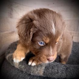 Diablo-Full tail and blue eyes likely - Red tri-color male Australian Shepherd puppy in Penrose, Colorado from Best Friend Aussies