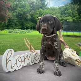 Yellow Girl 2 - Liver roan female German Shorthaired Pointer puppy in Liberty, North Carolina from White Barn Kennels LLC
