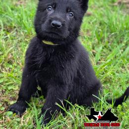 Yellow Girl - Amora - Black female German Shepherd puppy in Purdon, Texas from TEXAS DDR GSD