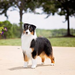 Remington - Australian Shepherd