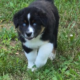 SHADOW - Black tri-color male Australian Shepherd puppy in Spencerville, Ohio from Awesome Wigglin Aussies