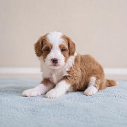 Jesse - Apricot male Goldendoodle puppy in Floyd, Virginia from Hearts and Paws Poodles and Doodles