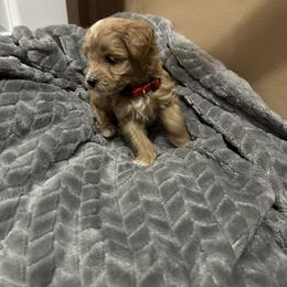 Maltipoo Puppies from Christy Mashore