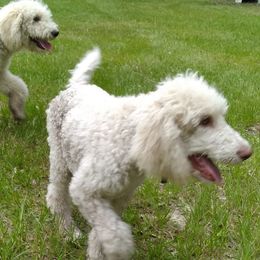 Poodles from Rocking M Standard Poodles