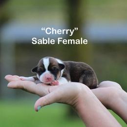 Cherry - Sable and white female American Corgi puppy in Scio, Oregon from Abundant Joy Corgis