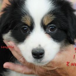 BTF7 - Black tri female Miniature American Shepherd puppy in Elgin, Oregon from LongMile Aussies