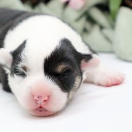 Wisteria - Black and tan female Pembroke Welsh Corgi puppy in Plains, Montana from Diamond Corgis