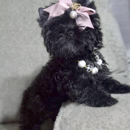 Phenty - Black and gold female Yorkshire Terrier puppy in Prosper, Texas from DaintyDawlz