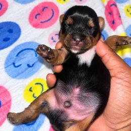 Nemo - Black and tan male Yorkshire Terrier puppy in Gastonia, North Carolina from Banks Dynasty Kennel